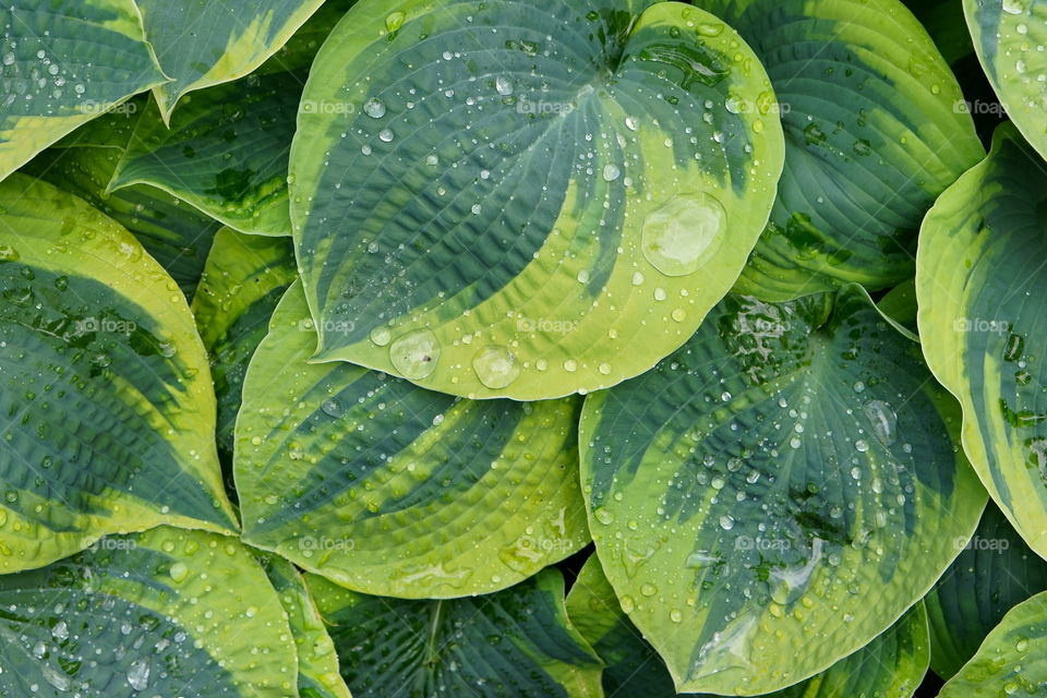 green leaves after rain