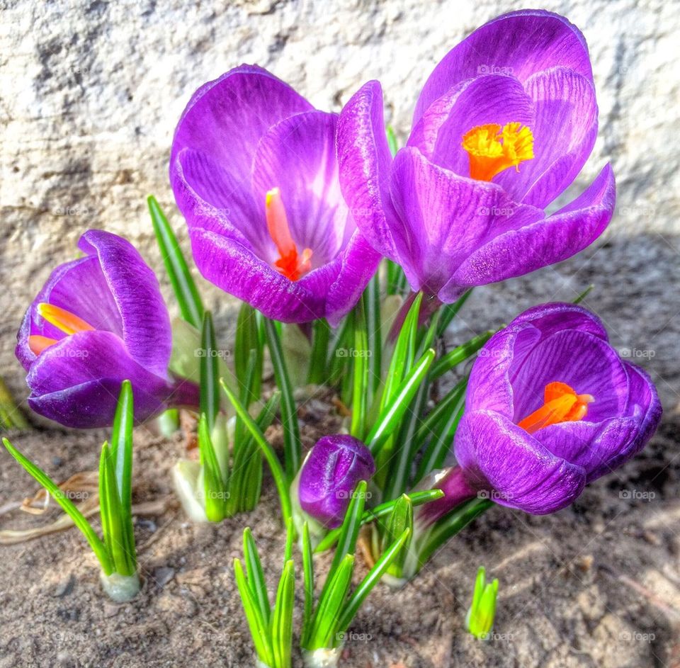 Crocus Blooms