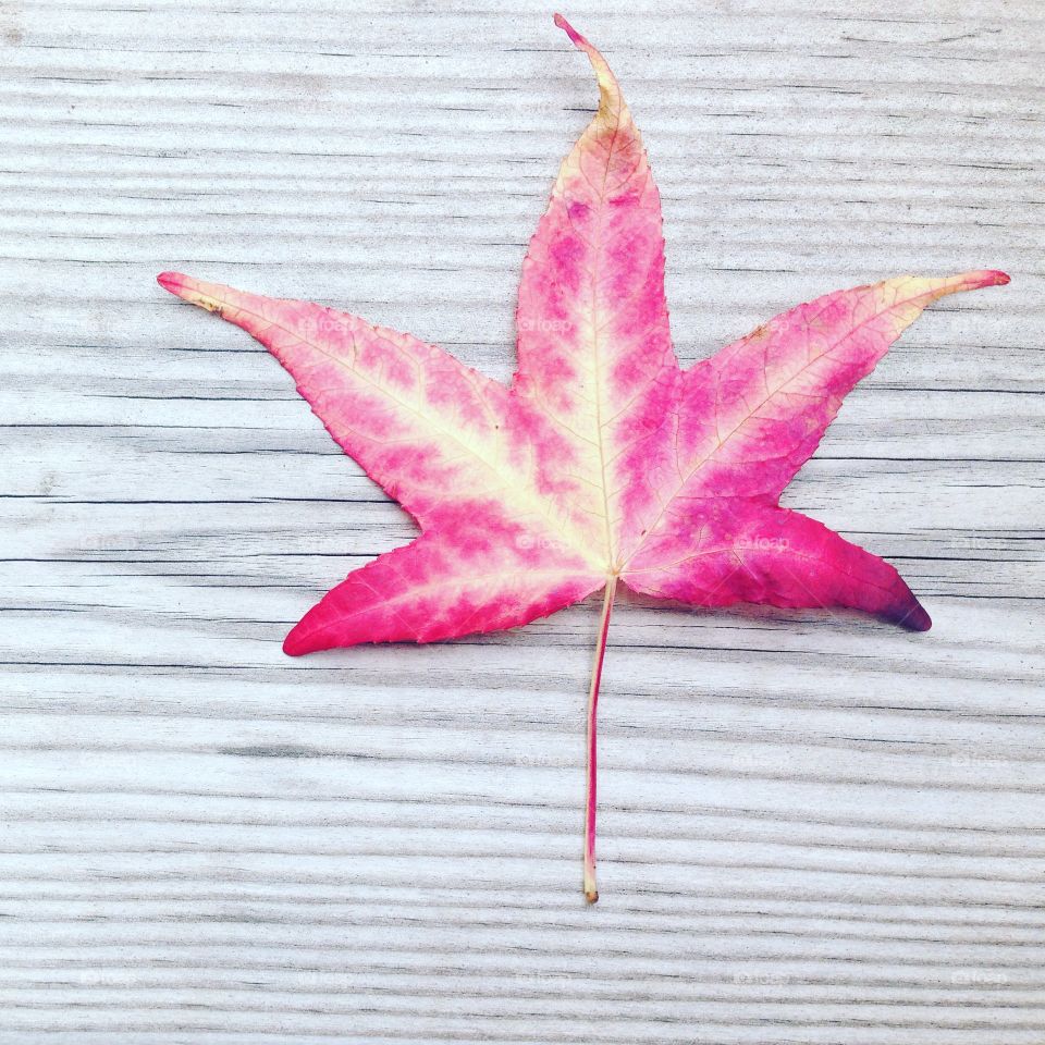 Red leaf on wooden grain background with copy space