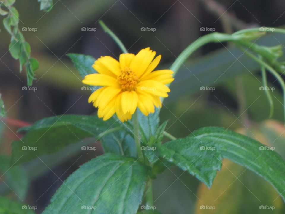 Yellow flower . I love this picture just the angle of the flower love it 