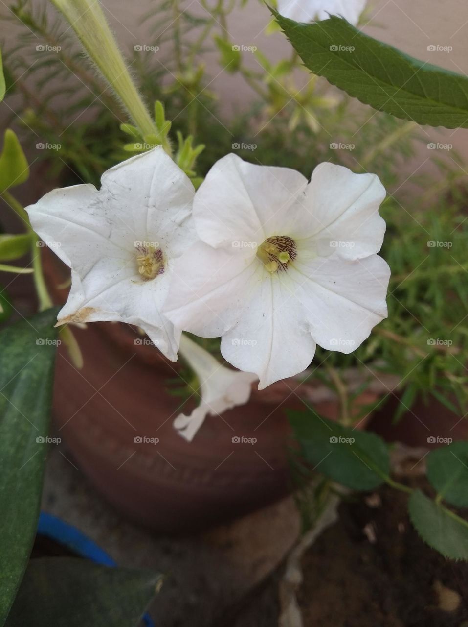 pitunia white flower looks very beautiful generally found everywhere fresh seasonal