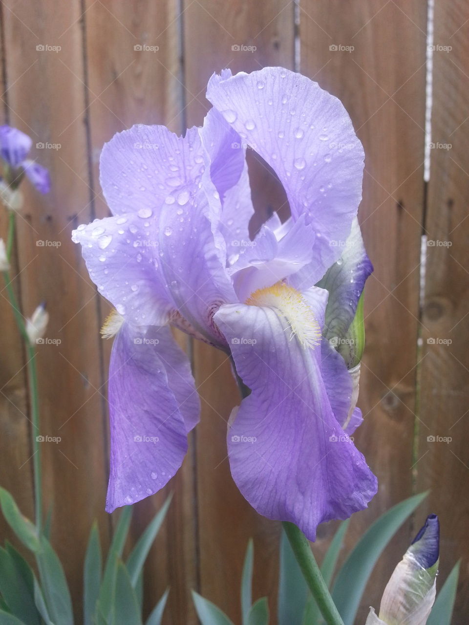 iris