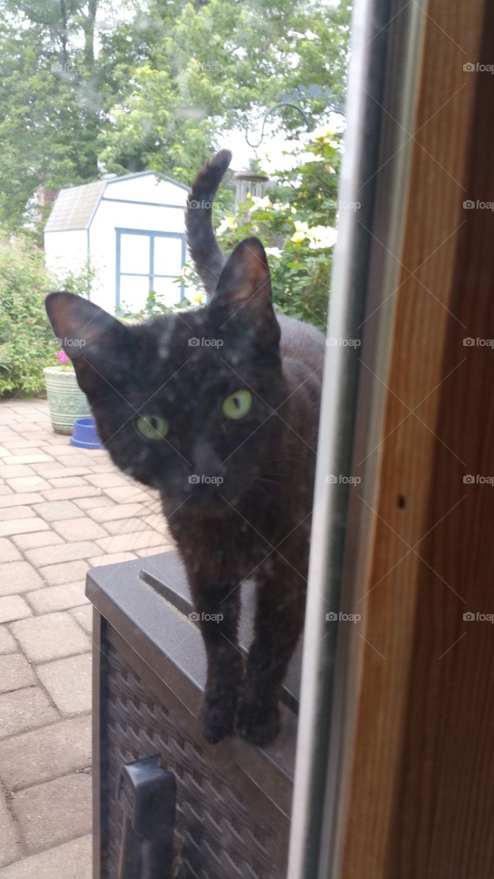 I see you,  let me in!