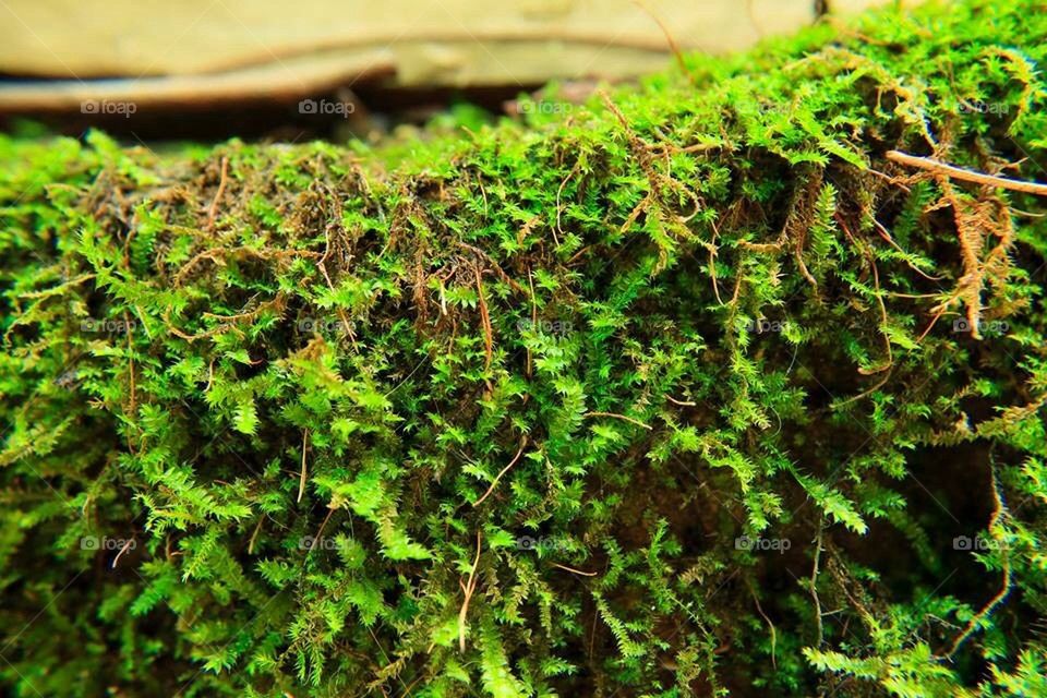 Moss Growing