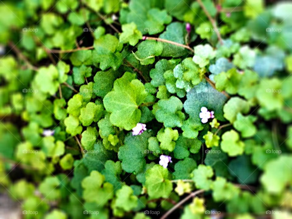 small flowers in the green
