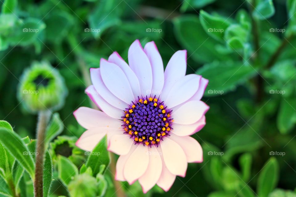 Colorful flower in the garden 