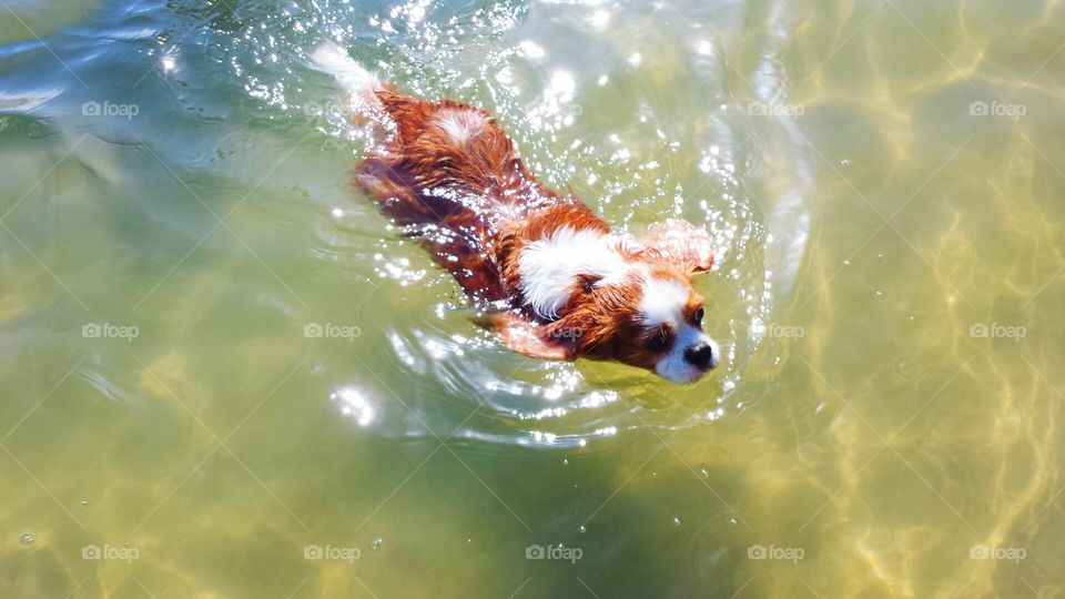 doggie swim