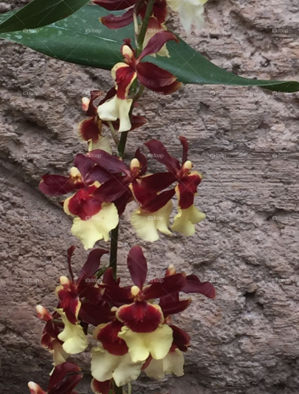 Maroon and Yellow Orchids 