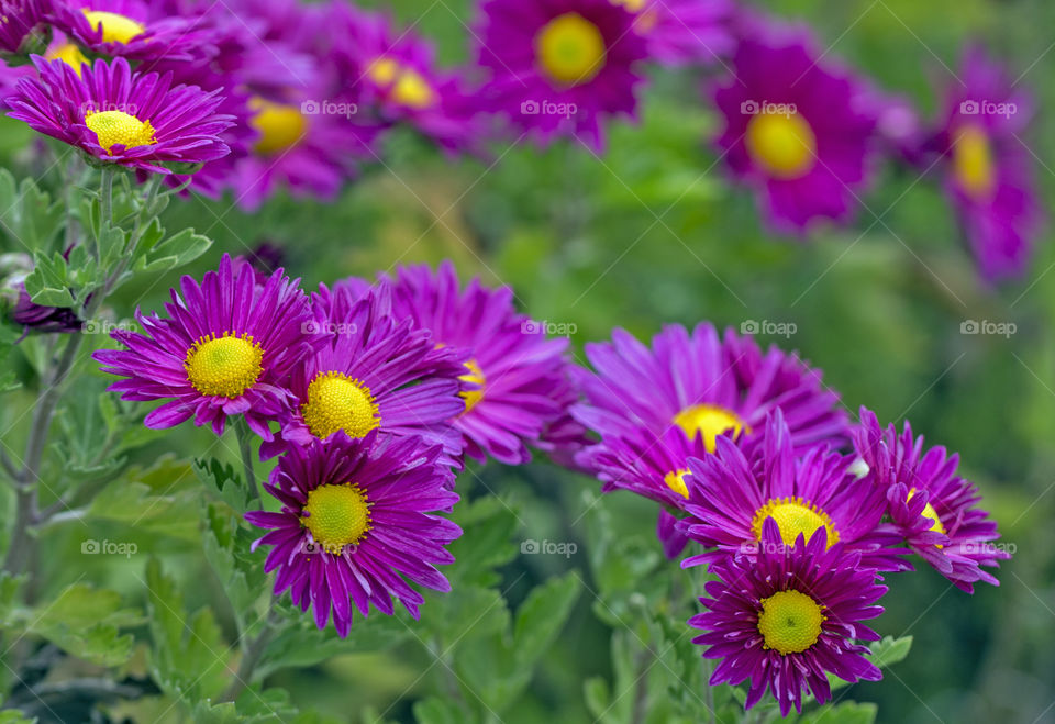 Blooming purple flowers in garden