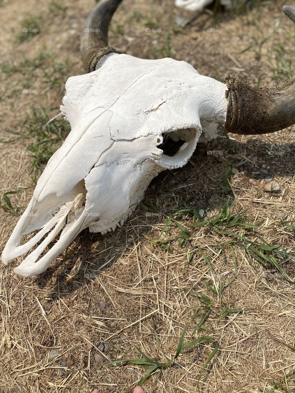 Death in the Valley: Hunters and trappers bring their finds trades and kills to sell in Alpine, Wyoming. This is a bison skull.