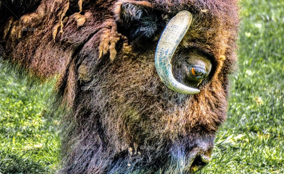 Where the buffalo roam 