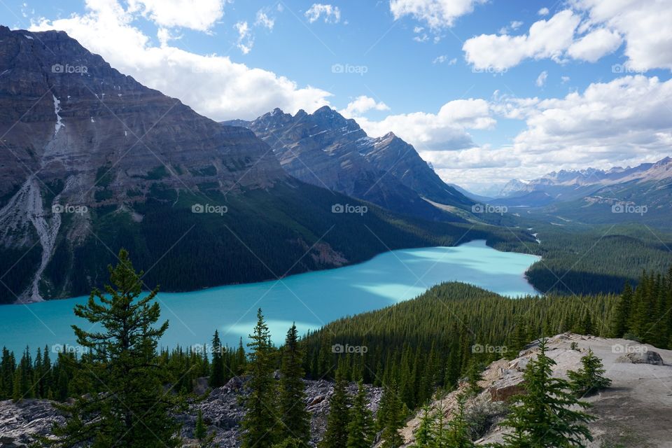 Peyto Lake is so beautiful and it is also extra special as it is in the shape of a wolf ...