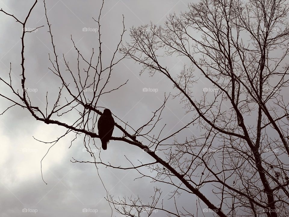 Wild hawk in silhouette against a gray winter sky. Her form contrasts with the bare tree branches.