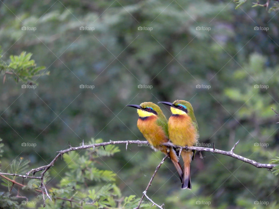 A pair of colourful Little Bee-Eaters perching on a twig at a game reserve in KwaZulu-Natal, South Africa