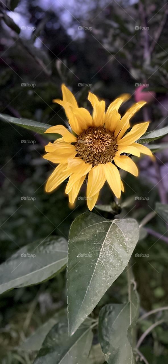 Sunflower shining bright 