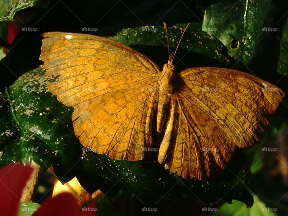beautiful butterfly in dim light