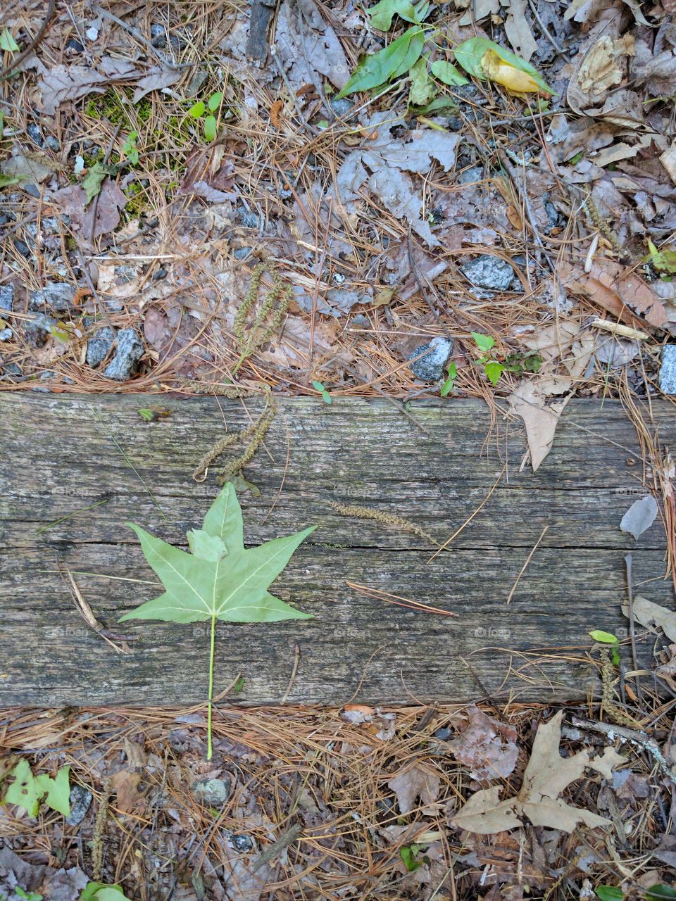 green leaf on wooden train track