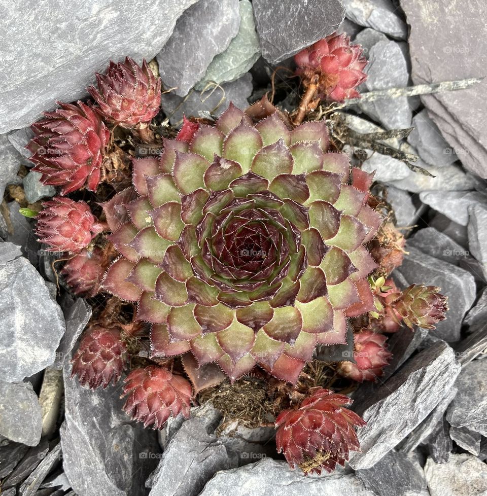 Sempervivium