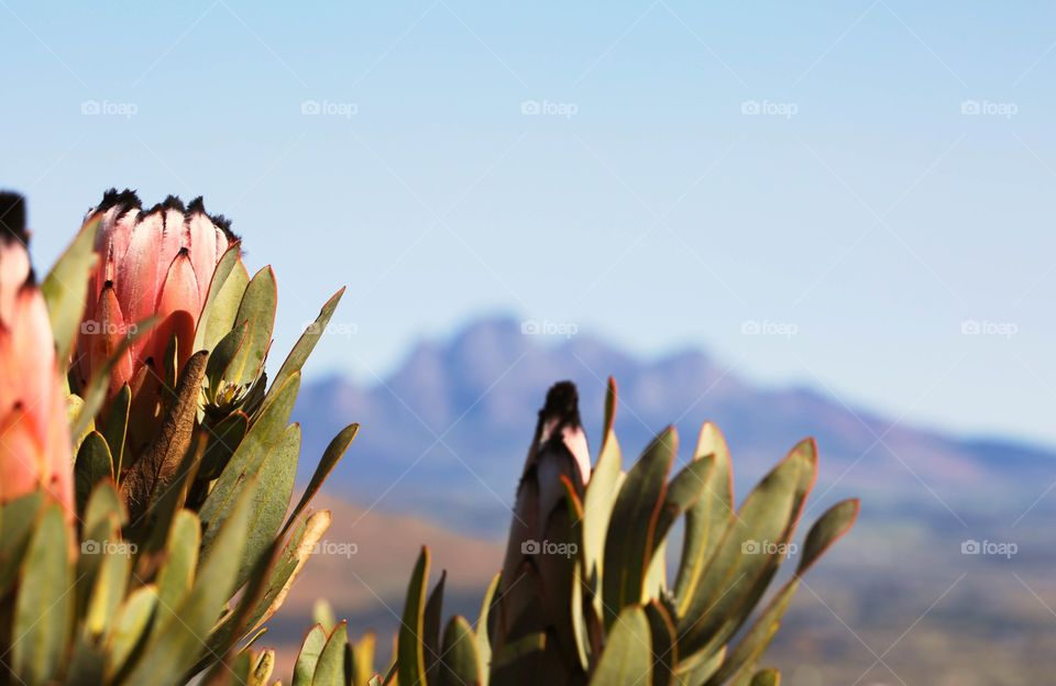 A complete different approach to take in nature and appreciate all it has to offer - the Protea, South Africa's national flower, with mountains in the far distance 