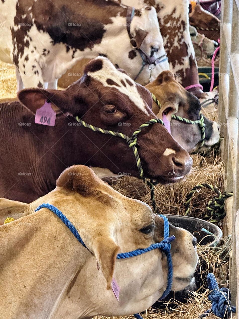 Different types of cows at the state fair 