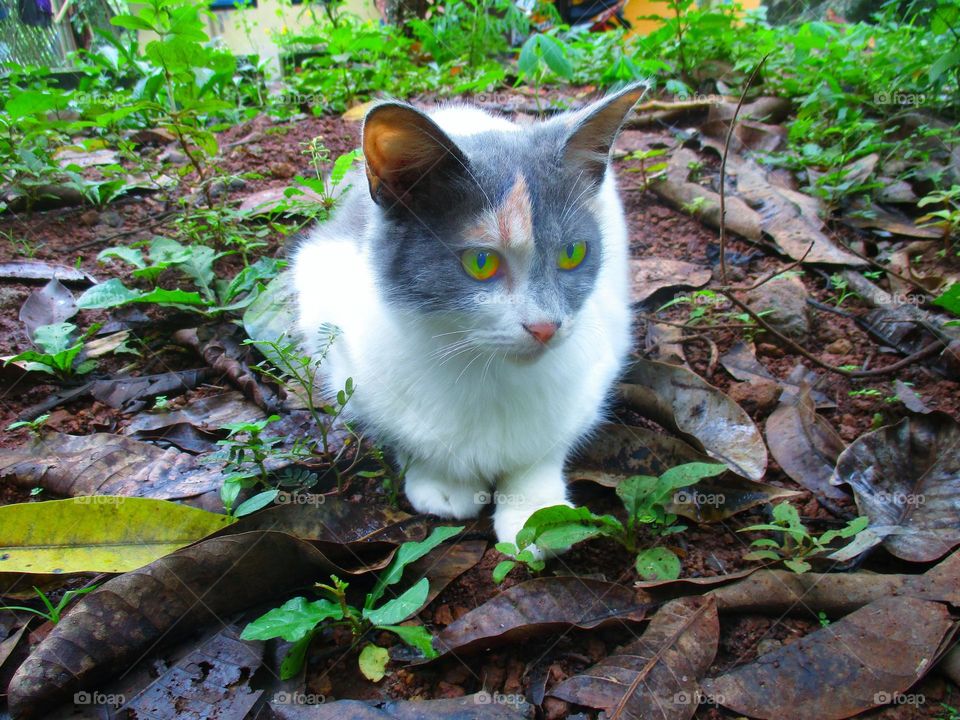 Beautiful cat in the garden