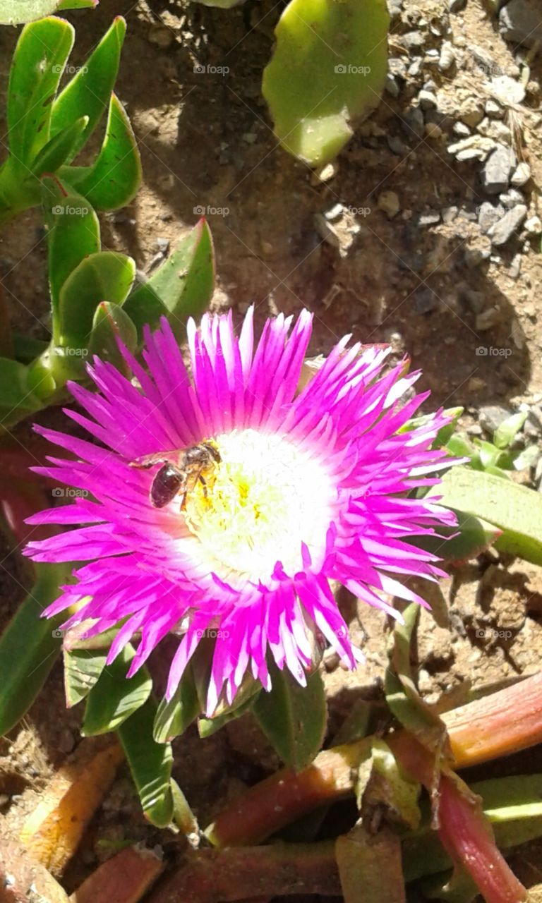 bee hard a flower