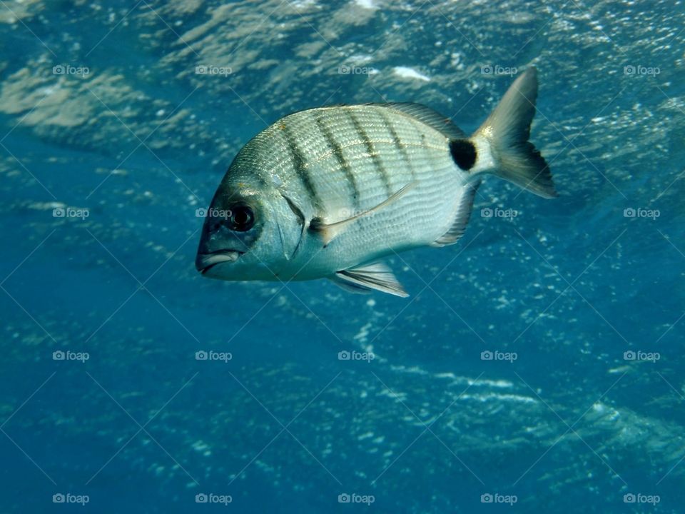 El Hierro fish