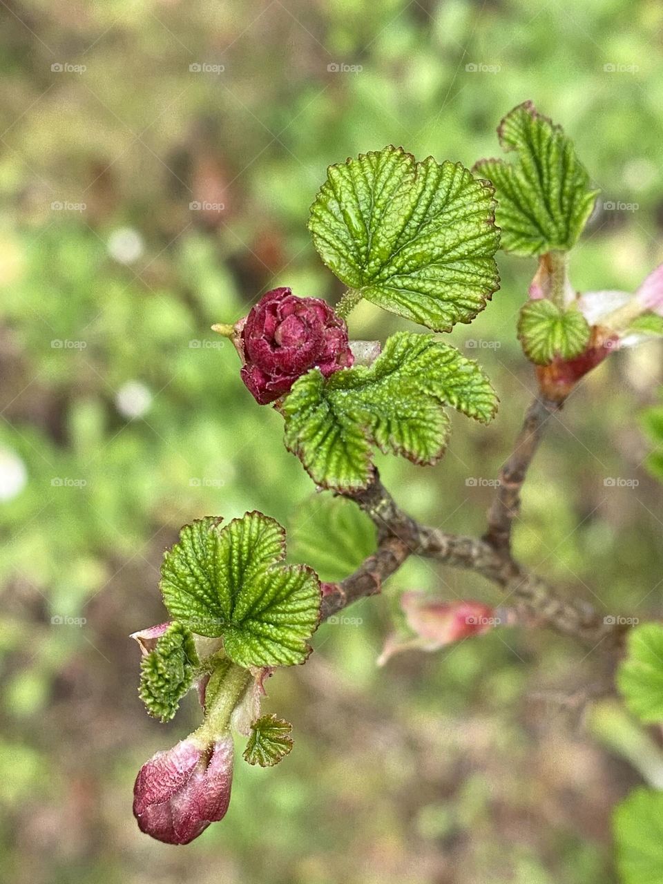 Spring flower buds