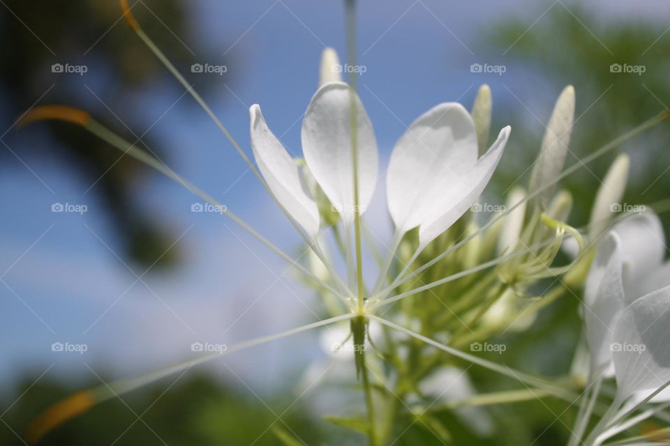 spider lilly