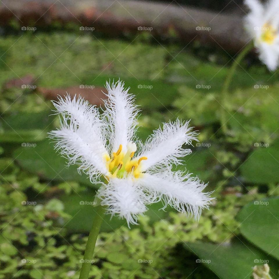 Close-up of a blooming white flower
