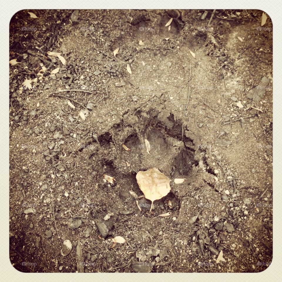 Autumn mountain lion print. A mountain lion paw print with an autumn leaf in it