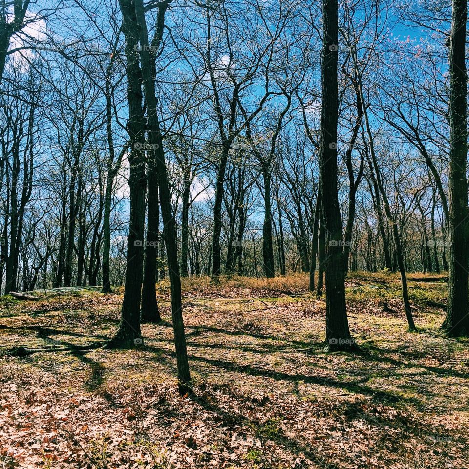 Run, run, run...another day in the woods running.  

"Each activity you perform is an opportunity to observe the ways mind and body can work together and how they can sometimes conflict. The mind can spend hours worrying about a simple task that will take the body only minutes to perform. Although the music may be long, the dance itself is short."

—Gary Thorp
