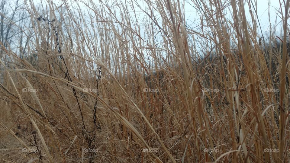 Nature, Landscape, No Person, Field, Wood