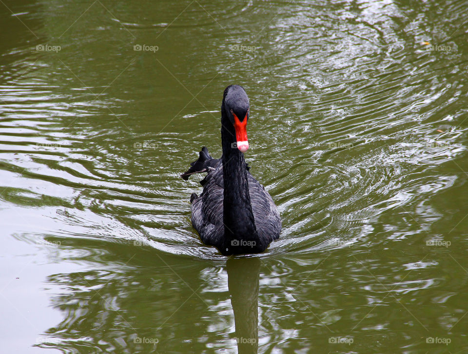 Black swan swimming. A black swan swimming in the wild animal zoo, Shanghai, China.