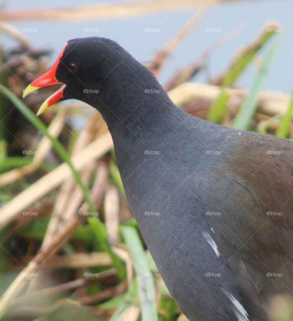 Moorhen in the Reeds