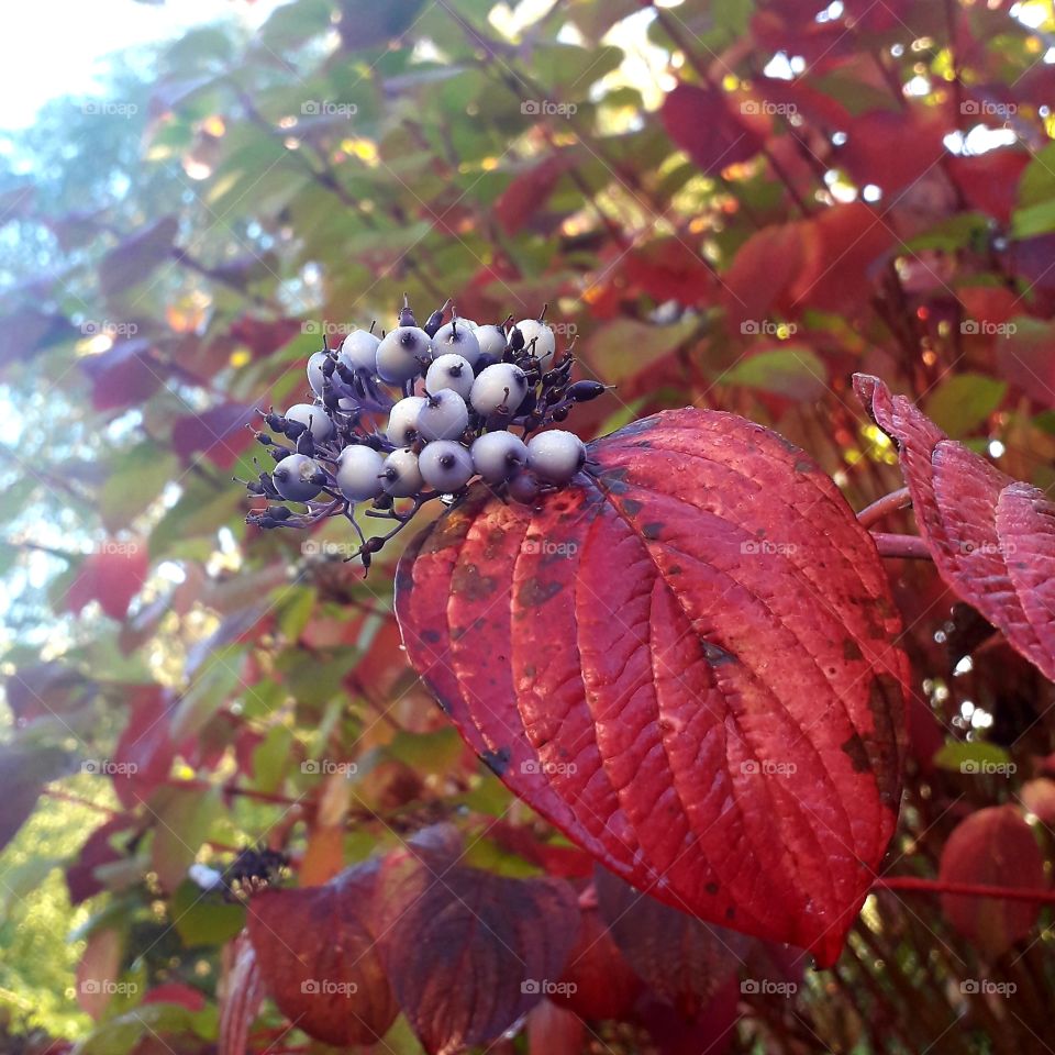 red autumn coloured leaves and blue berries of dogwood