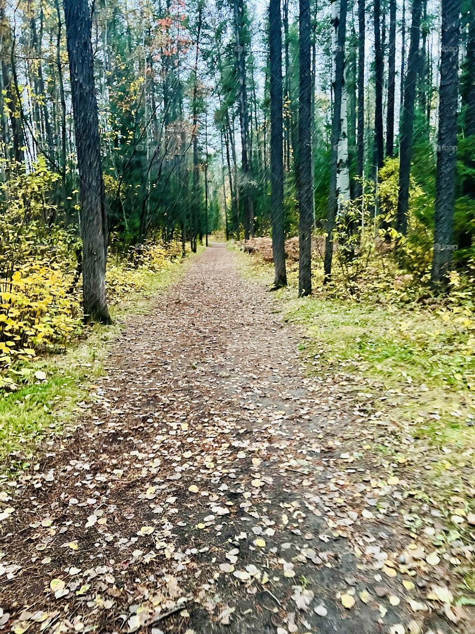 Fallen leaves on a forest path