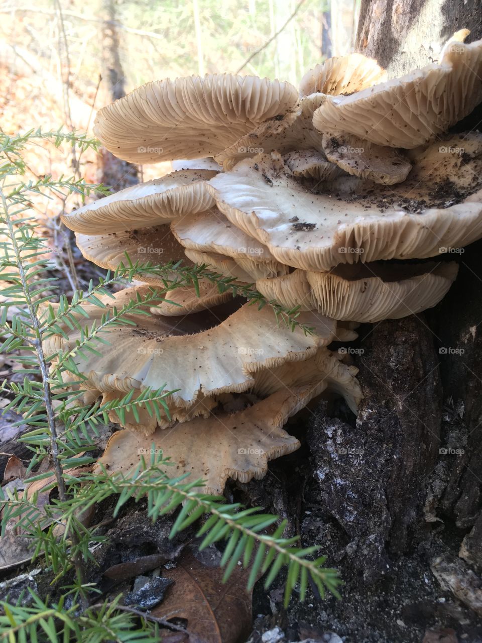 Hemlock and mushroom