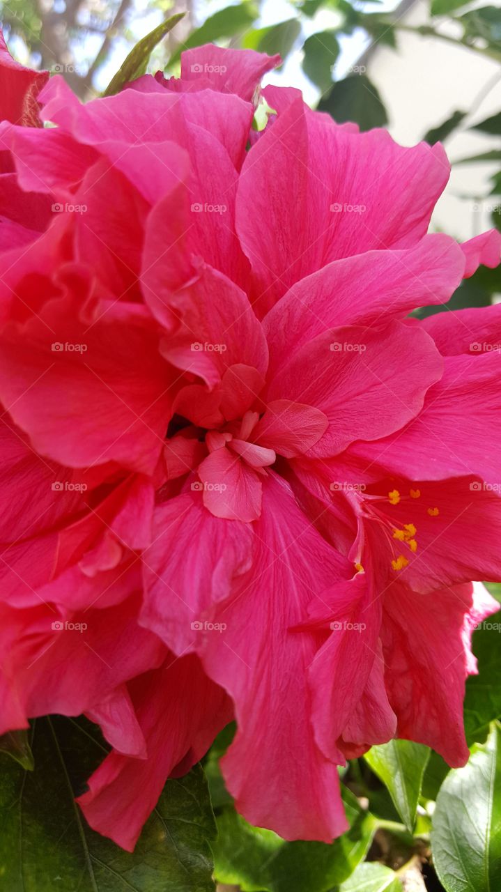 flowers on the balcony