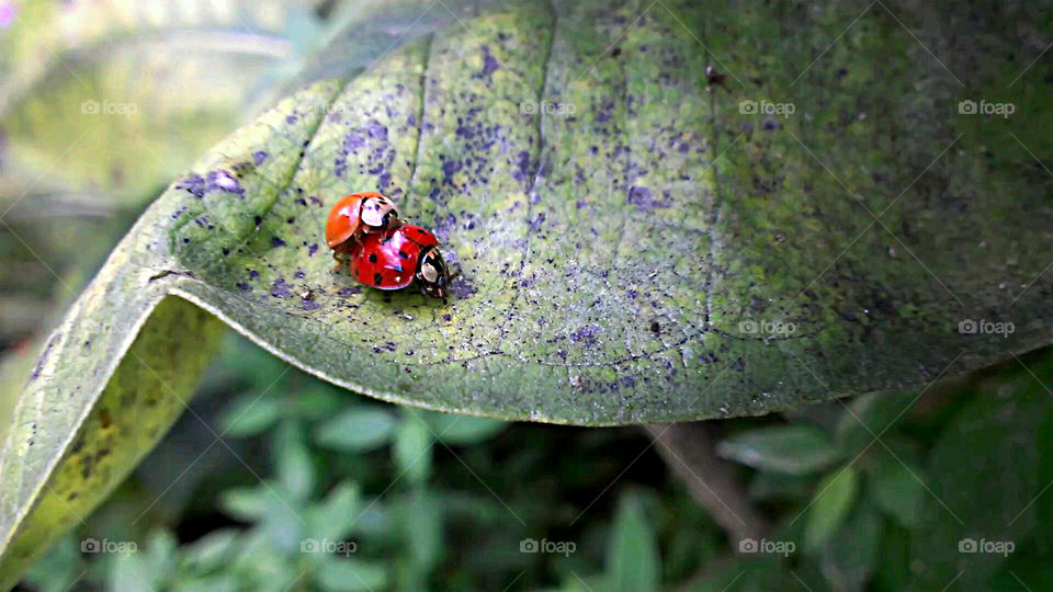 Title: Love bugs
Website: 
BEFadDesigns.com
Products: 
society6.com/befaddesigns
Portfolio: befaddesignsportfolio.wordpress.com
Facebook: 
facebook.com/BEFadDesigns/
Pinterest: 
pinterest.com/l3ly55/befad-designs/