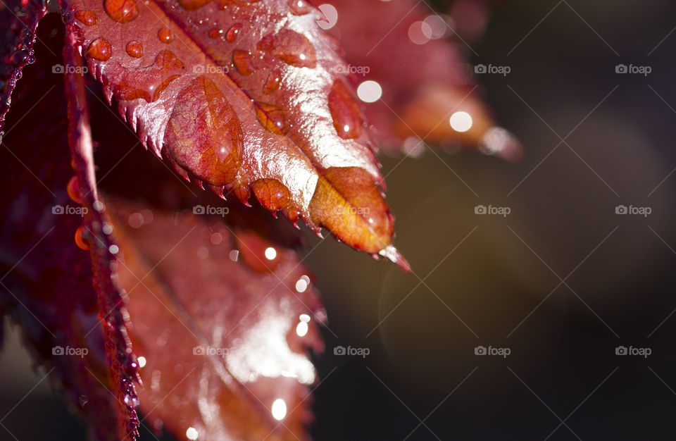 dew drops on the leaf . close up,  soft focus