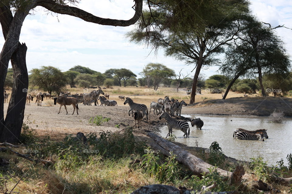 Zebras and other animals in the Tarangire National Parc in Tansania. They have a bath or drink some. 
