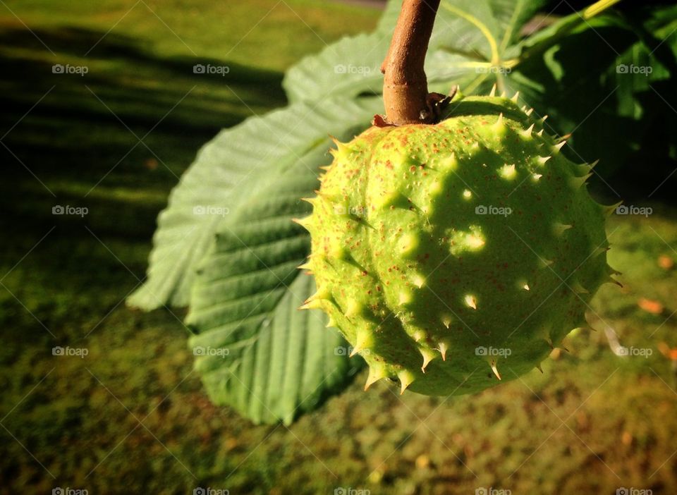 Horse-chestnut