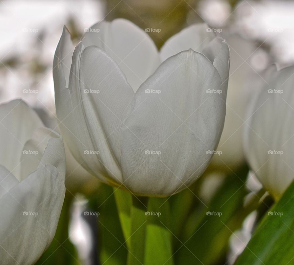 Signs of springs. White tulips
