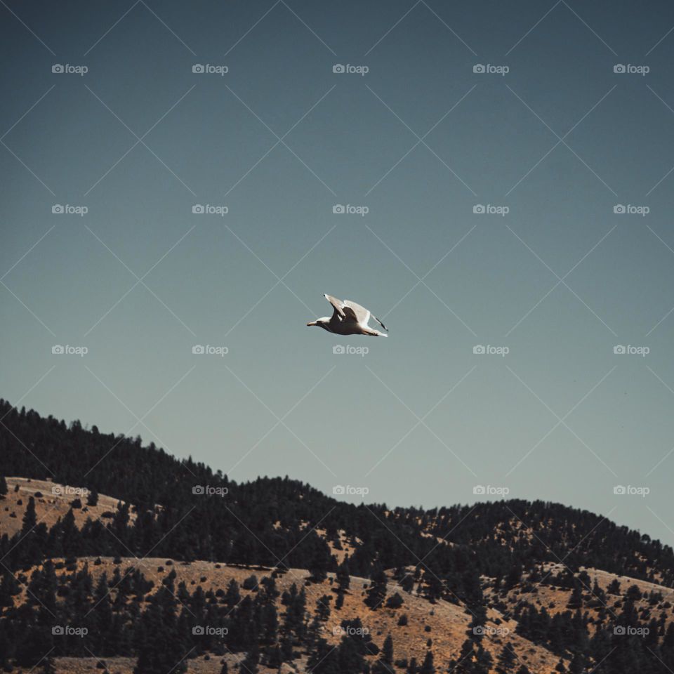 Bird flying through the sky.