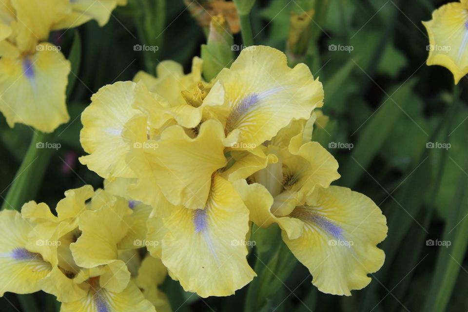 Yellow iris