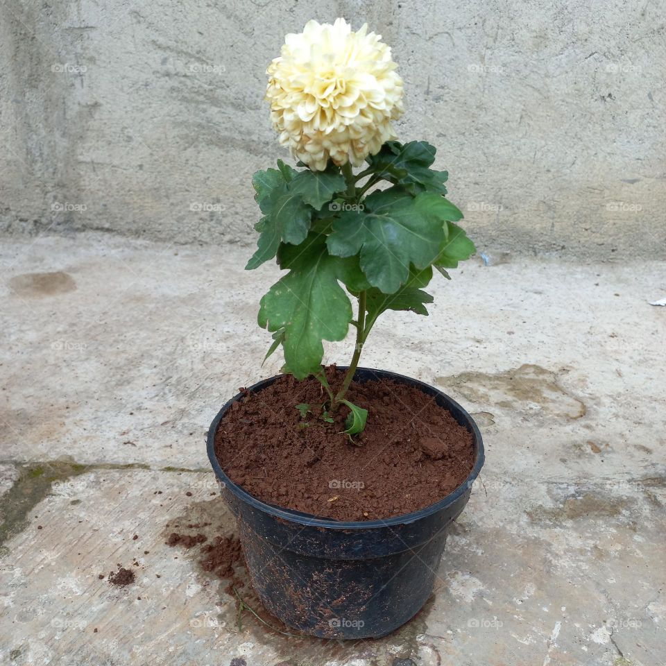 New flower plants in pots in the yard