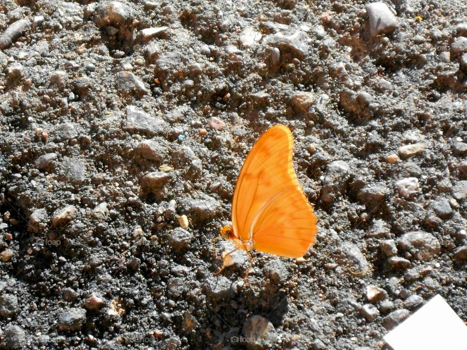 Wings Up Butterfly On Pavement