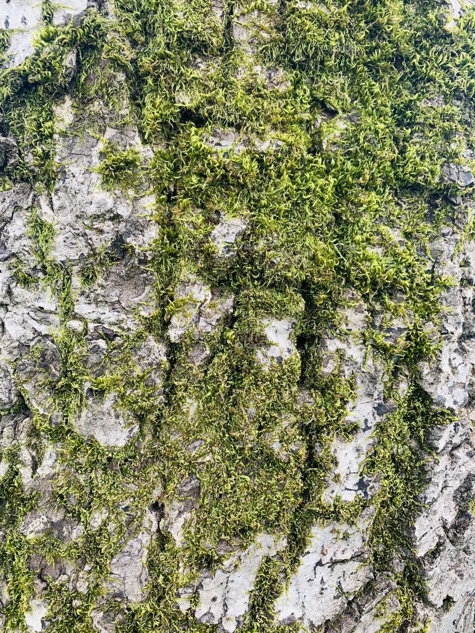 Tree barn with moss close up