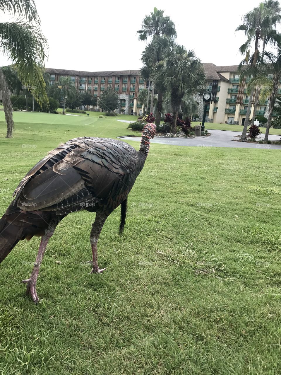 Turkey walking